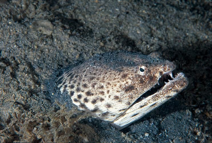 狼牙鰻魚圖片【大“鰻”厲害了!網友:被它咬到就慘了】