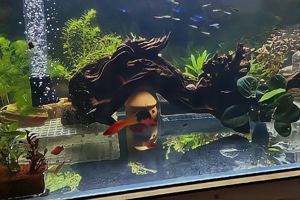 1米2魚缸的壽命有多長【1.2米以上的魚缸壽命一般是多少年佰通物聯】