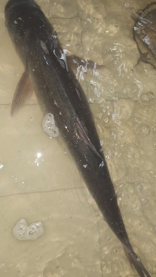 鰱魚長什么樣子圖片【吃貨必看：白鰱花鰱分不清一篇搞懂怎么吃才香】