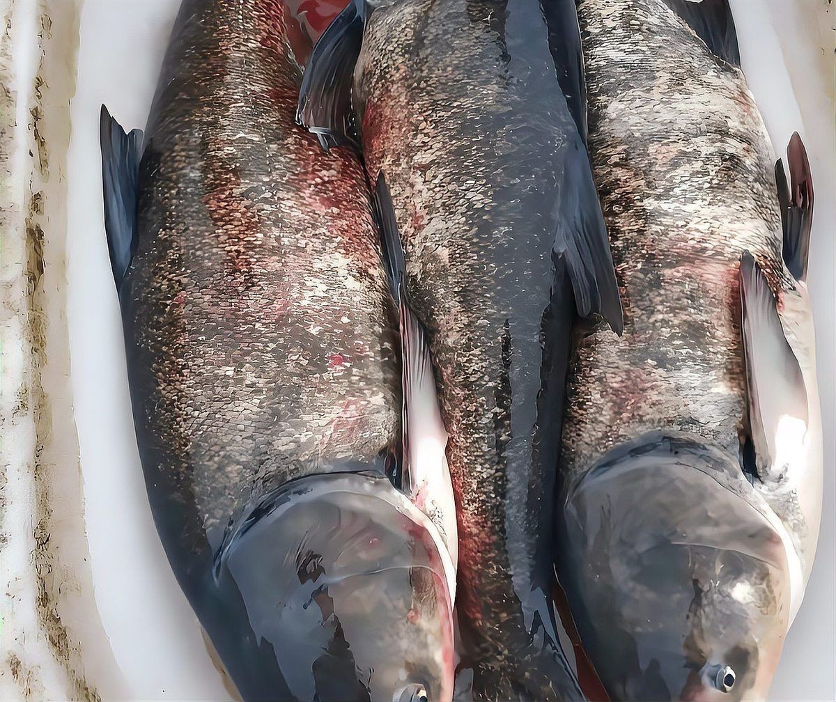 鰱魚長什么樣子圖片【吃貨必看：白鰱花鰱分不清一篇搞懂怎么吃才香】