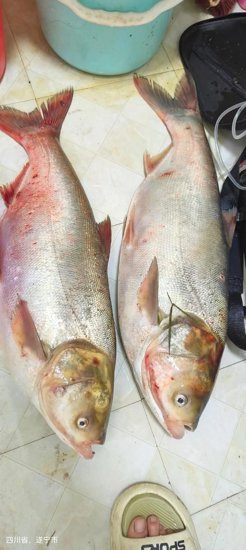 鰱魚長什么樣子圖片【吃貨必看：白鰱花鰱分不清一篇搞懂怎么吃才香】
