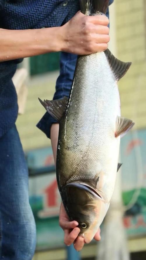 鰱魚長什么樣子圖片【吃貨必看：白鰱花鰱分不清一篇搞懂怎么吃才香】