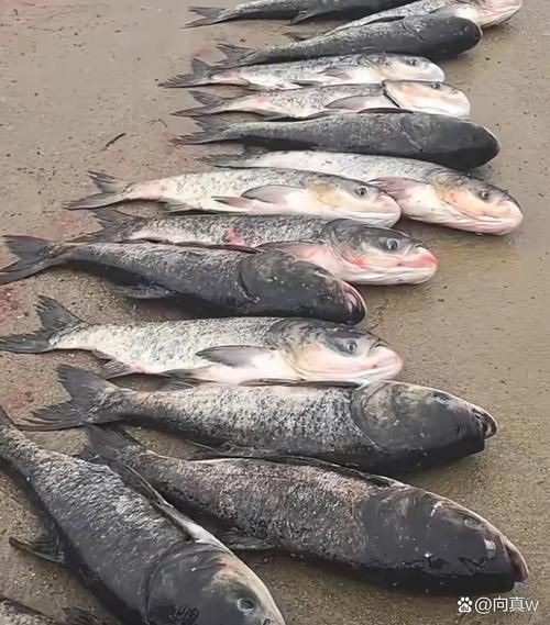 鰱魚長什么樣子圖片【吃貨必看：白鰱花鰱分不清一篇搞懂怎么吃才香】