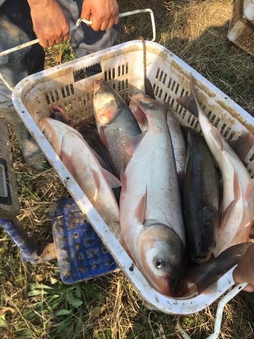 鰱魚長什么樣子圖片【吃貨必看：白鰱花鰱分不清一篇搞懂怎么吃才香】
