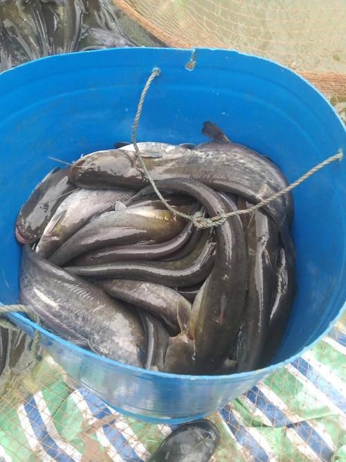 鰱魚長什么樣子圖片【吃貨必看：白鰱花鰱分不清一篇搞懂怎么吃才香】