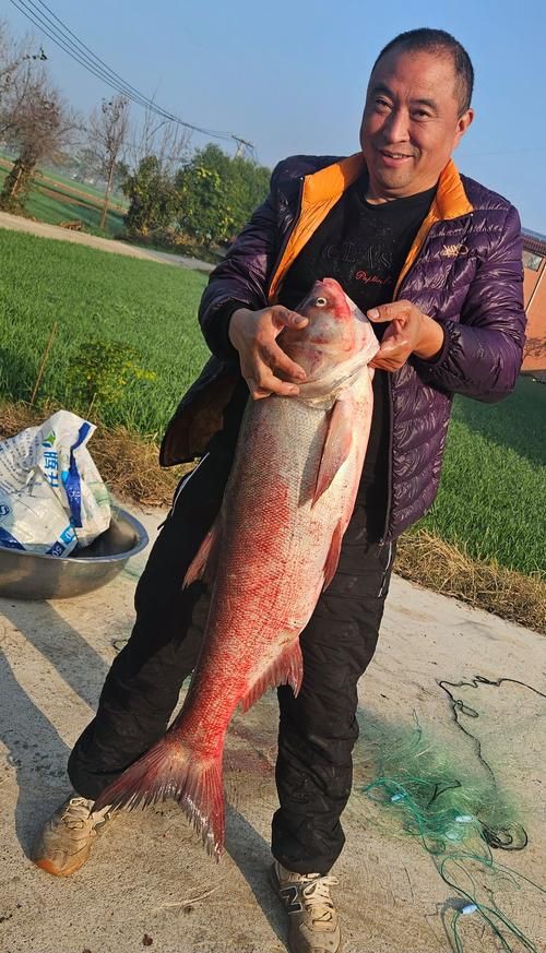 鰱魚長什么樣子圖片【吃貨必看：白鰱花鰱分不清一篇搞懂怎么吃才香】