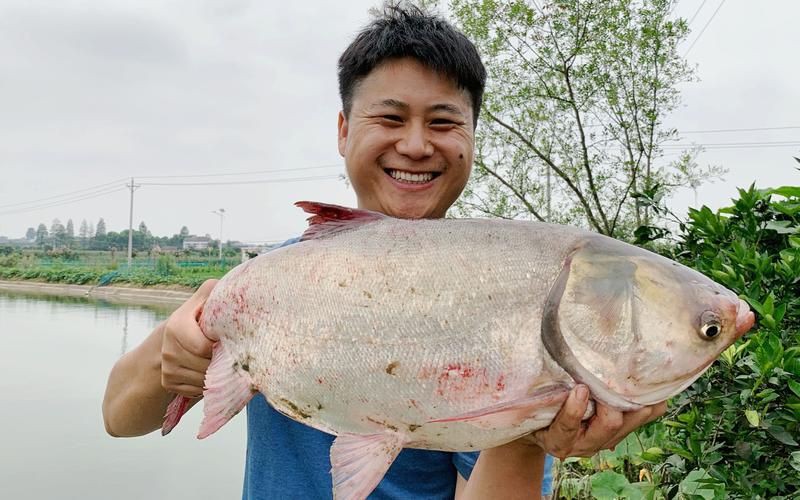 鰱魚長什么樣子圖片【吃貨必看：白鰱花鰱分不清一篇搞懂怎么吃才香】