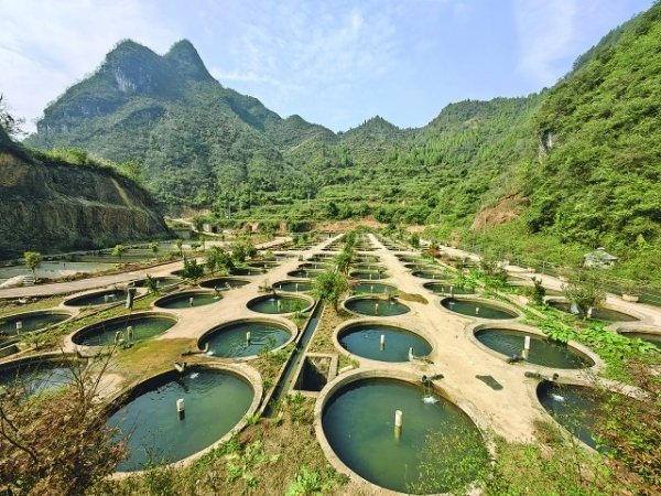 開陽龍魚店【開陽有沒有觀賞性龍魚店】