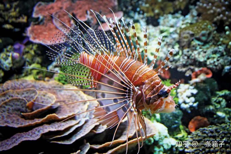 世界十大劇毒魚【世界上最危險的魚類】