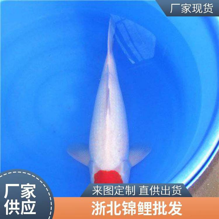 丹頂錦鯉魚多少錢一條？【丹頂錦鯉魚,丹頂錦鯉,丹頂錦鯉多少錢一條愛采購】