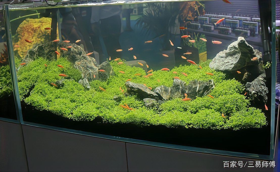 家里有必要買魚缸嗎【家里放魚缸有什么好處？】