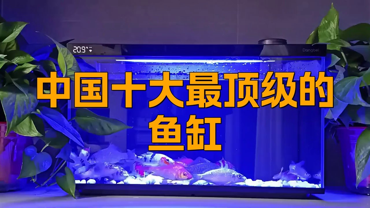 中國十大最頂級的魚缸【2025年中國水族箱品牌top10權威榜單出爐】