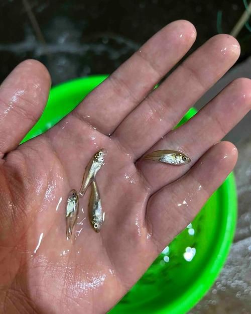 鱸魚1~2cm幼苗圖片【加州鱸魚苗批發加州鱸魚苗淡水鱸魚苗價格1元/尾】