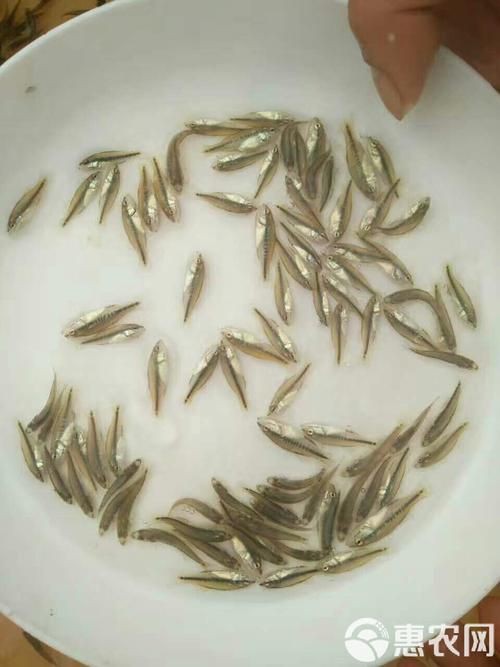 鱸魚1~2cm幼苗圖片【加州鱸魚苗批發加州鱸魚苗淡水鱸魚苗價格1元/尾】