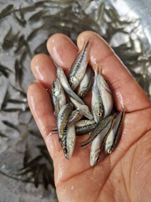 鱸魚1~2cm幼苗圖片【加州鱸魚苗批發加州鱸魚苗淡水鱸魚苗價格1元/尾】