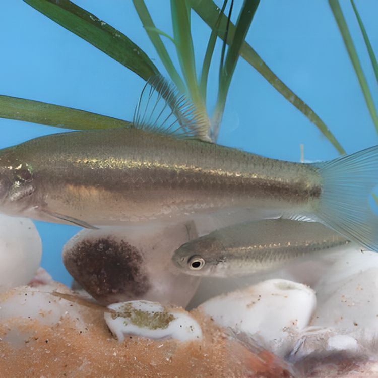 鮈魚【生存智慧與行為習性】