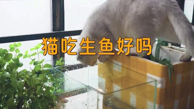 貓吃生魚的好處和壞處【貓吃生魚好嗎】