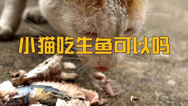 貓吃生魚的好處和壞處【貓吃生魚好嗎】