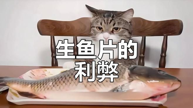 貓吃生魚的好處和壞處【貓吃生魚好嗎】