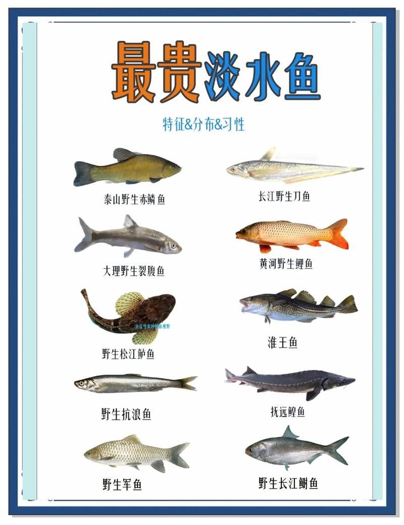 各種魚的價格一覽表【2025年8月魚類商品價格與特性分析】 全國水族館企業名錄 第11張 各種魚的價格一覽表【2025年8月魚類商品價格與特性分析】 各種魚的價格一覽表【2025年8月魚類商品價格與特性分析】 全國水族館企業名錄 第11張