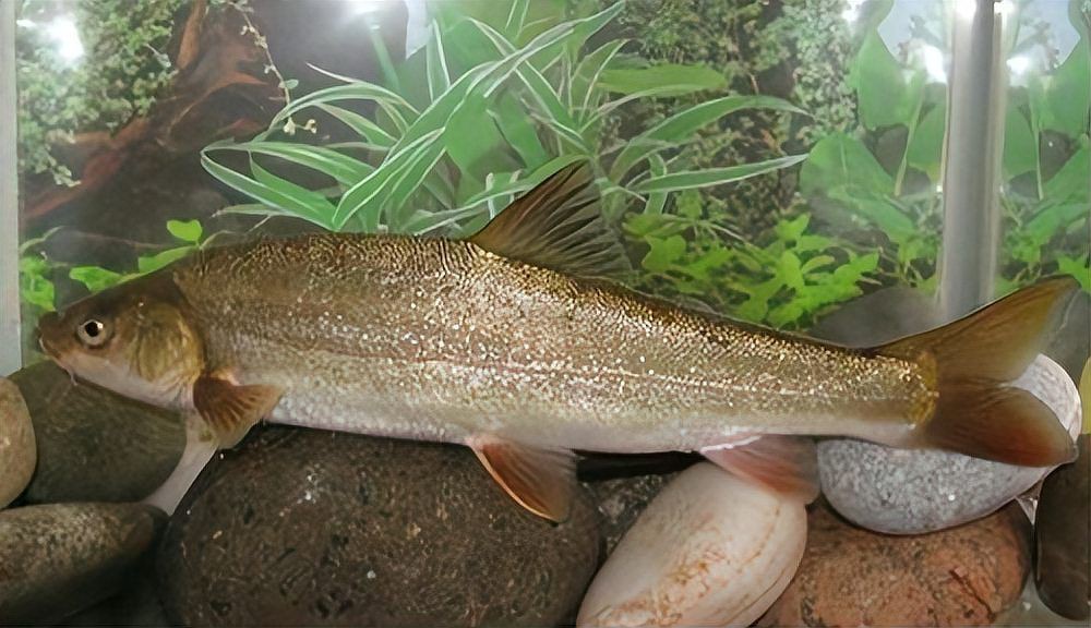 各種魚的價格一覽表【2025年8月魚類商品價格與特性分析】 全國水族館企業名錄 第3張 各種魚的價格一覽表【2025年8月魚類商品價格與特性分析】 各種魚的價格一覽表【2025年8月魚類商品價格與特性分析】 全國水族館企業名錄 第3張