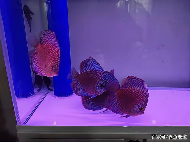 60缸只養(yǎng)一條霸氣的魚【60缸只養(yǎng)一條霸氣的魚，為什么魚友都推薦60缸養(yǎng)魚】