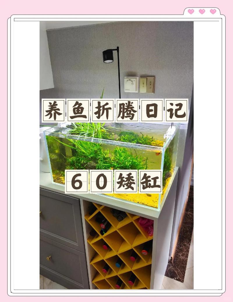 60缸只養(yǎng)一條霸氣的魚【60缸只養(yǎng)一條霸氣的魚，為什么魚友都推薦60缸養(yǎng)魚】