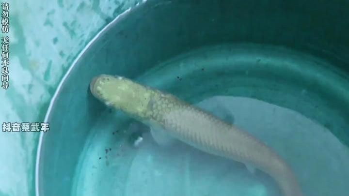 巨骨舌魚水花苗怎么養(yǎng)的【巨骨舌魚從苗子開始給我上了強(qiáng)度!太難了!】