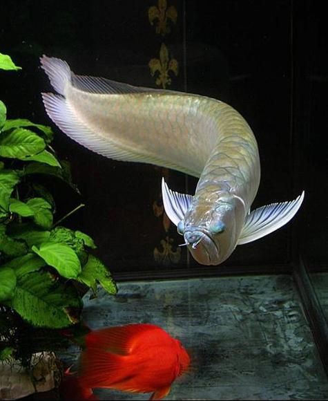 提供幾張銀龍魚爛鱗的圖片【《銀龍魚爛鱗現象剖析》】