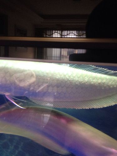 提供幾張銀龍魚爛鱗的圖片【《銀龍魚爛鱗現象剖析》】