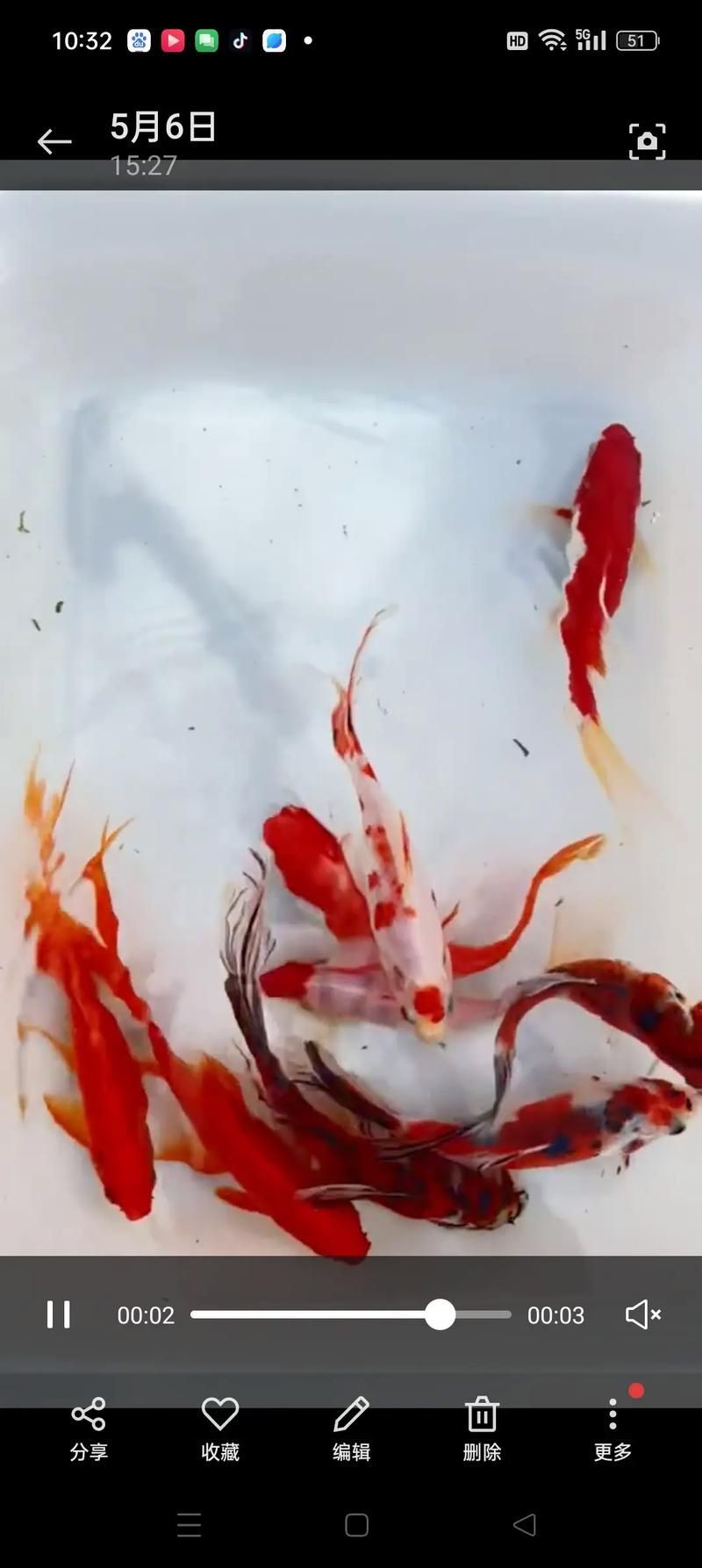 錦鯉魚圖片【十三類錦鯉圖集欣賞】