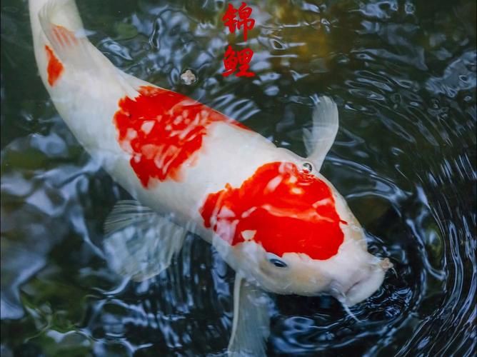錦鯉魚圖片【十三類錦鯉圖集欣賞】