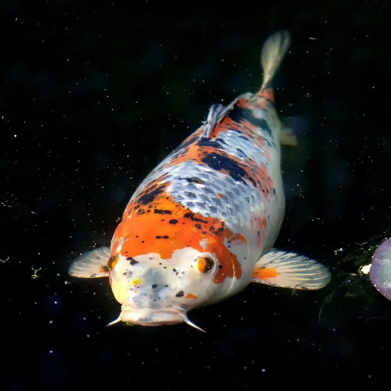 錦鯉魚圖片【十三類錦鯉圖集欣賞】