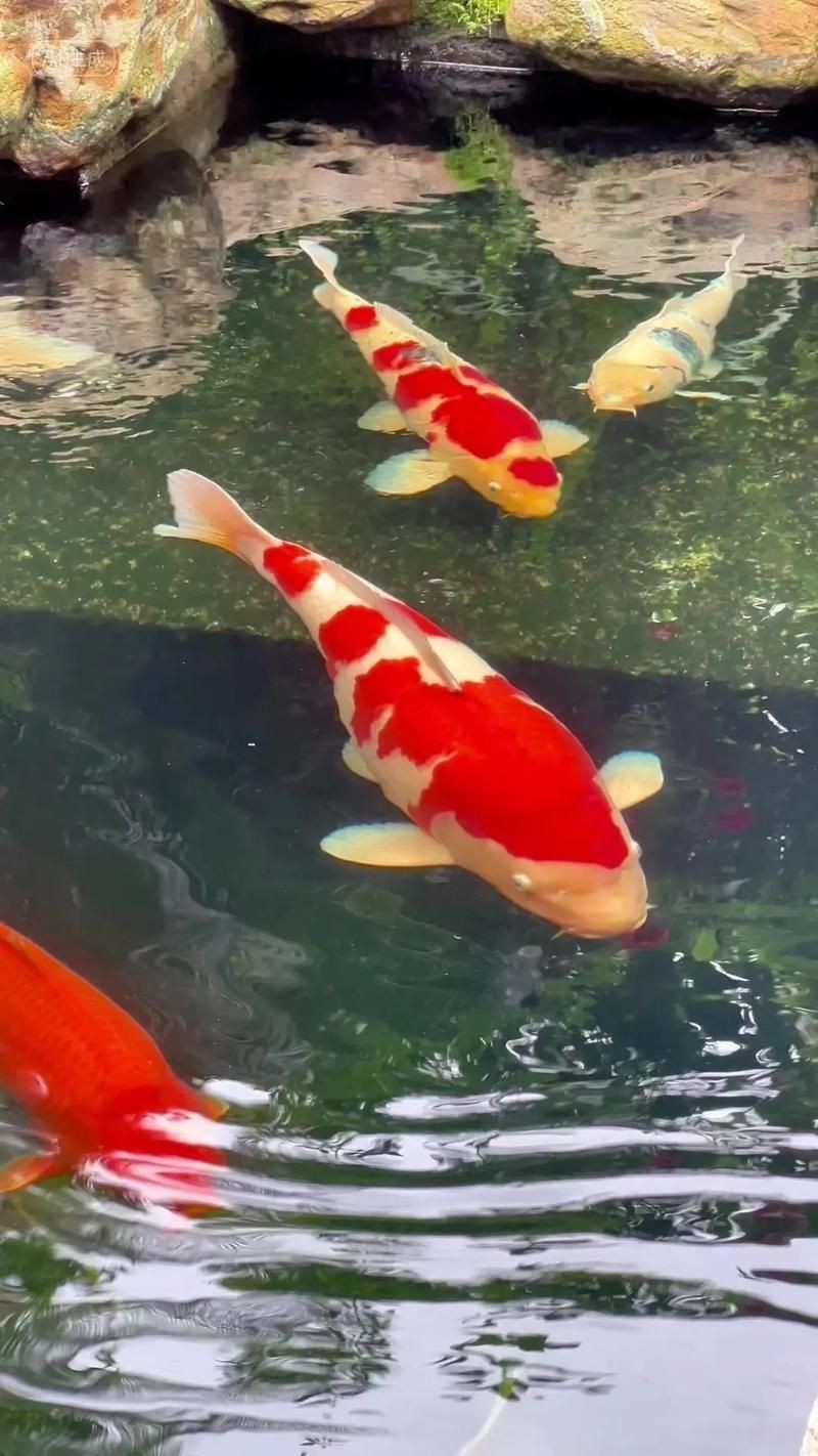 錦鯉魚圖片【十三類錦鯉圖集欣賞】