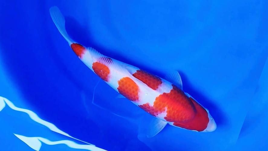 錦鯉魚圖片【十三類錦鯉圖集欣賞】