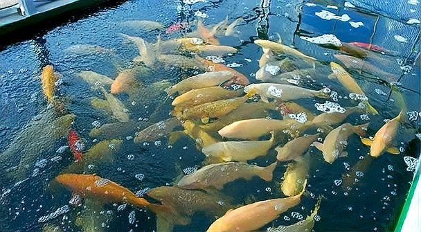 錦鯉魚圖片【十三類錦鯉圖集欣賞】