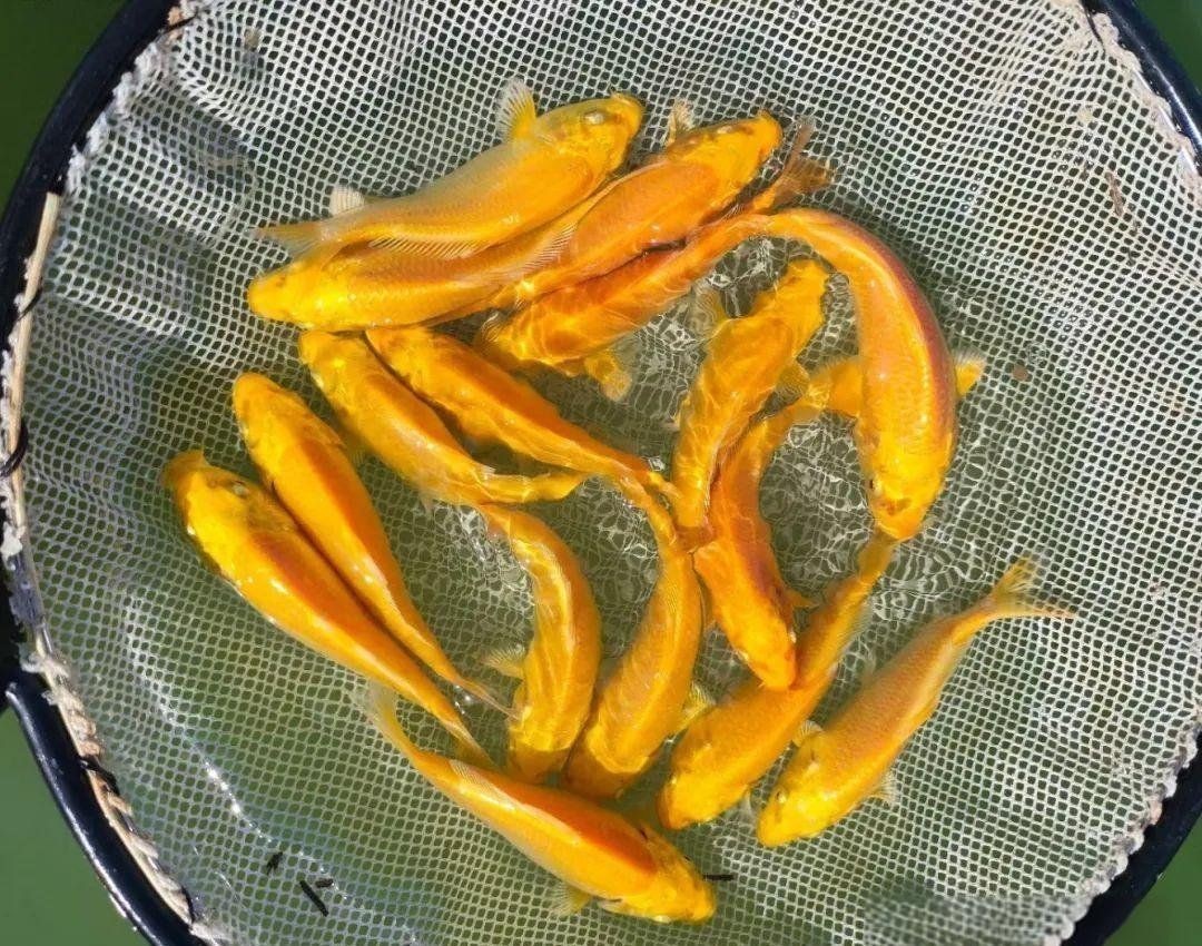 錦鯉魚圖片【十三類錦鯉圖集欣賞】