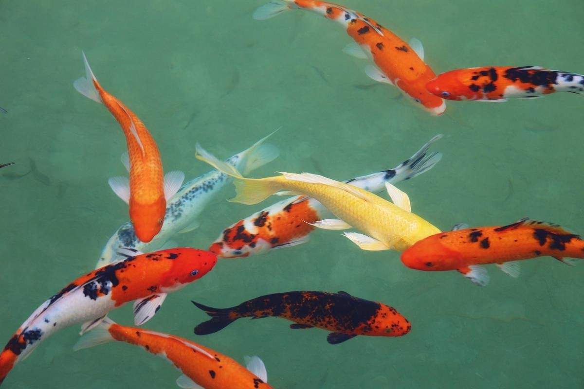 錦鯉魚圖片【十三類錦鯉圖集欣賞】