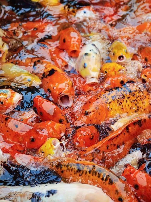 錦鯉魚圖片【十三類錦鯉圖集欣賞】