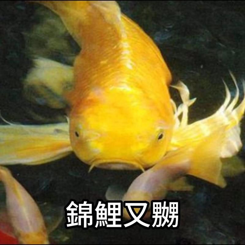 錦鯉魚圖片【十三類錦鯉圖集欣賞】