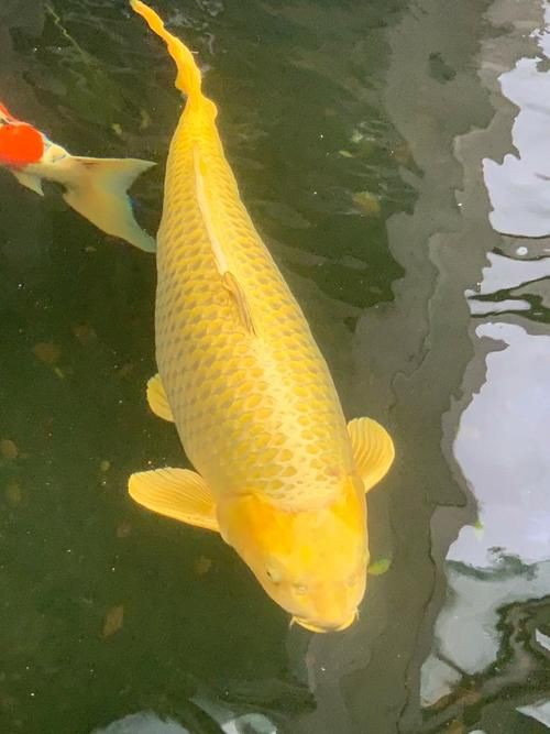 錦鯉魚圖片【十三類錦鯉圖集欣賞】