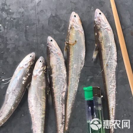 毛刀魚屬于什么檔次【河鮮界的“小鮮肉”毛刀魚價格親民每斤數元至十余元】 毛刀魚屬于什么檔次【河鮮界的“小鮮肉”毛刀魚價格親民每斤數元至十余元】 龍魚百科 第2張