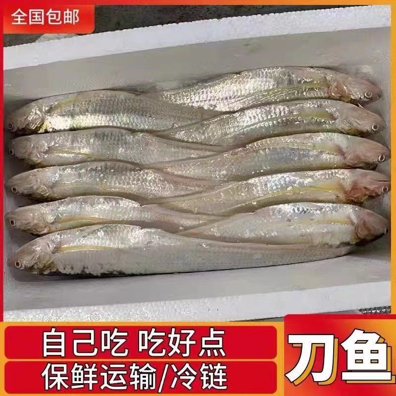 毛刀魚屬于什么檔次【河鮮界的“小鮮肉”毛刀魚價格親民每斤數元至十余元】 毛刀魚屬于什么檔次【河鮮界的“小鮮肉”毛刀魚價格親民每斤數元至十余元】 龍魚百科 第3張