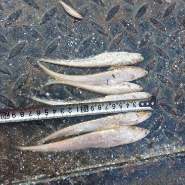 毛刀魚屬于什么檔次【河鮮界的“小鮮肉”毛刀魚價格親民每斤數元至十余元】 毛刀魚屬于什么檔次【河鮮界的“小鮮肉”毛刀魚價格親民每斤數元至十余元】 龍魚百科 第1張