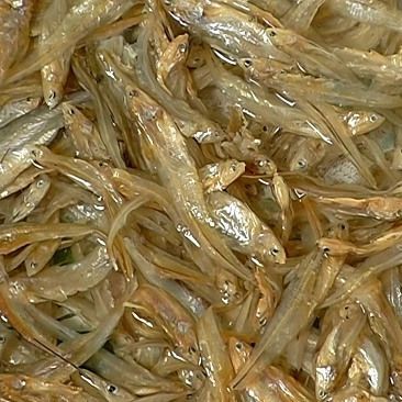 毛刀魚屬于什么檔次【河鮮界的“小鮮肉”毛刀魚價格親民每斤數元至十余元】 毛刀魚屬于什么檔次【河鮮界的“小鮮肉”毛刀魚價格親民每斤數元至十余元】 龍魚百科 第4張