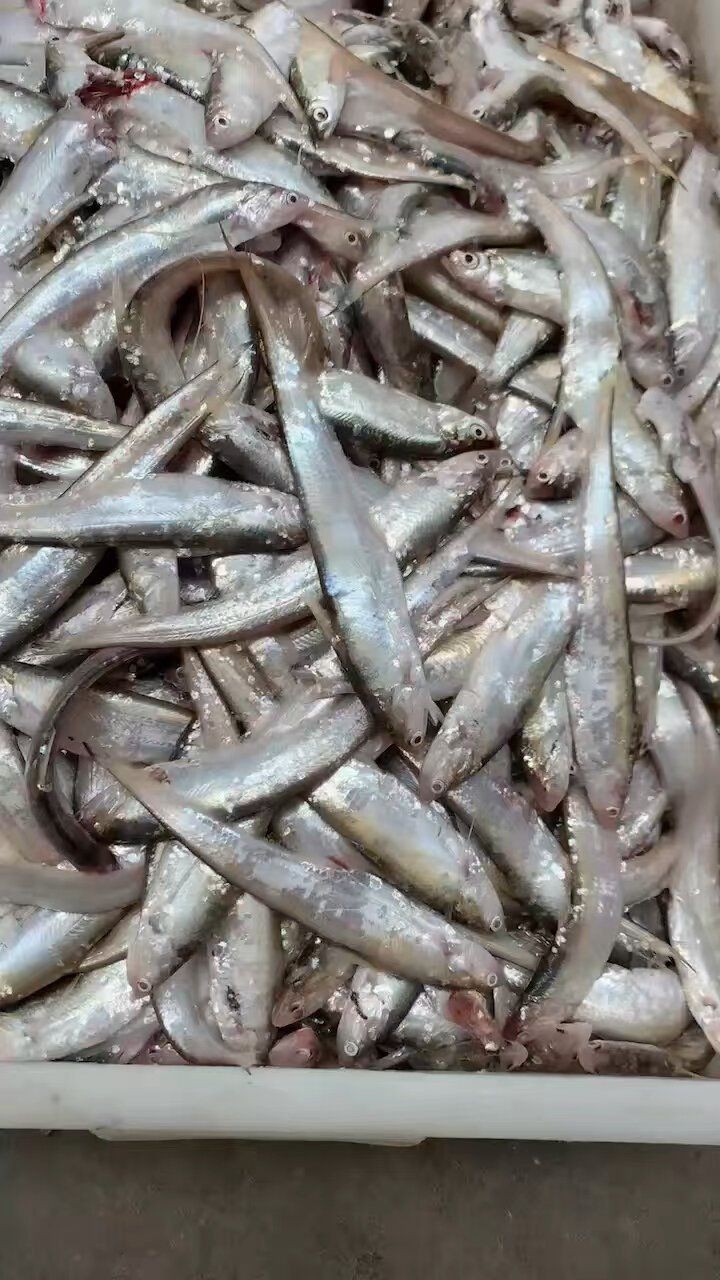 毛刀魚屬于什么檔次【河鮮界的“小鮮肉”毛刀魚價格親民每斤數元至十余元】 毛刀魚屬于什么檔次【河鮮界的“小鮮肉”毛刀魚價格親民每斤數元至十余元】 龍魚百科 第6張