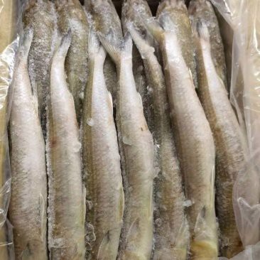 福龍魚一斤多少元【福龍魚價(jià)格一般多少錢一斤】 福龍魚一斤多少元【福龍魚價(jià)格一般多少錢一斤】 龍魚論壇 第5張