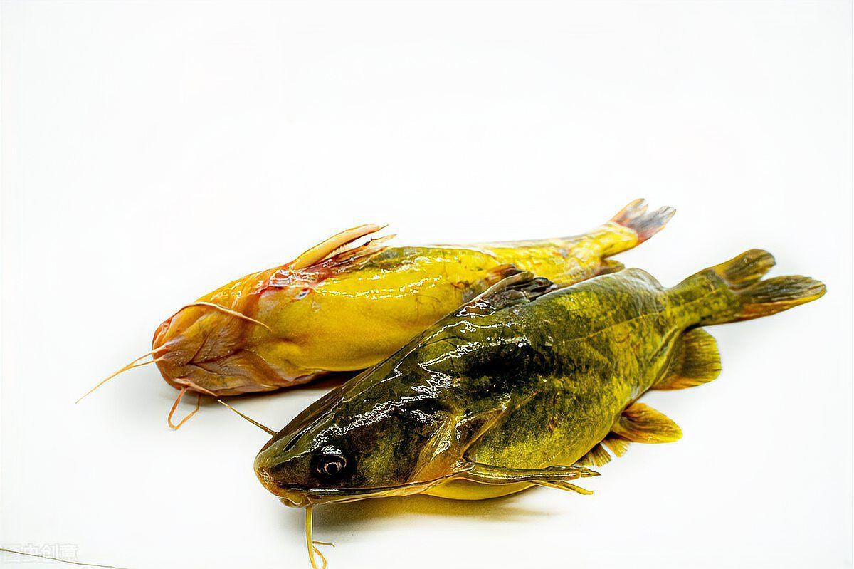 魚腹水了加鹽可以緩解嗎【孔雀魚腹水試試這3個(gè)簡單方法，知乎金魚肚子脹大3招幫你解決】