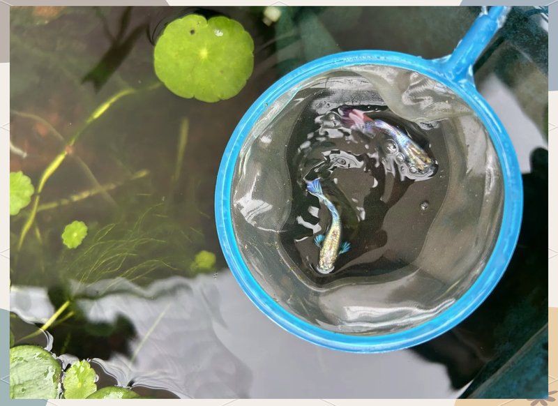 魚腹水了加鹽可以緩解嗎【孔雀魚腹水試試這3個(gè)簡單方法，知乎金魚肚子脹大3招幫你解決】