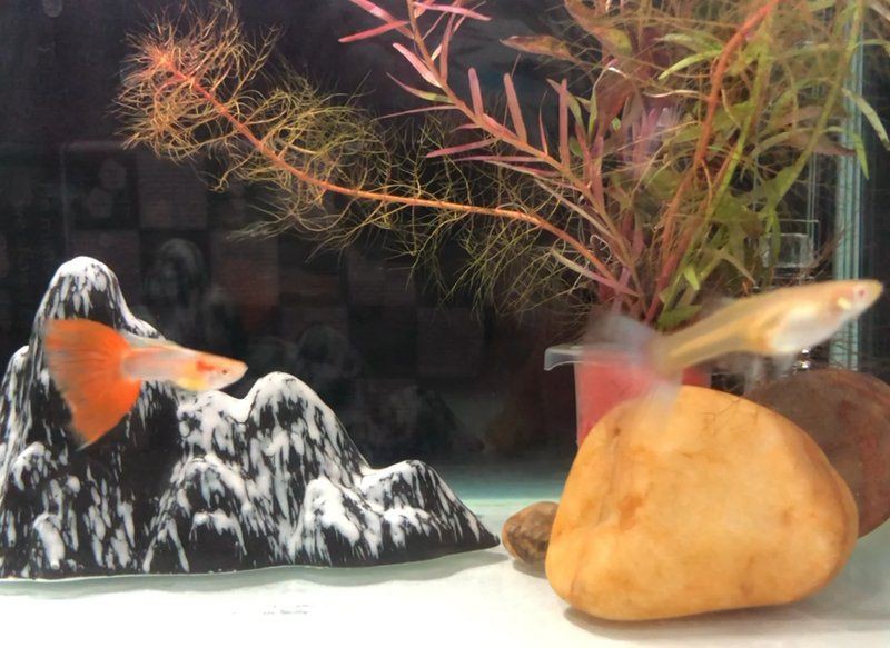魚腹水了加鹽可以緩解嗎【孔雀魚腹水試試這3個(gè)簡單方法，知乎金魚肚子脹大3招幫你解決】